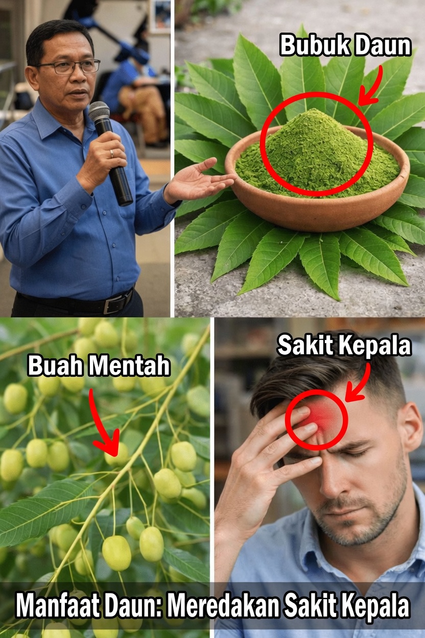 Daun Moringa Oleifera: Menjelajahi Wawasan Nutrisi dan Penggunaan Sehari-hari untuk Mendukung Kesehatan