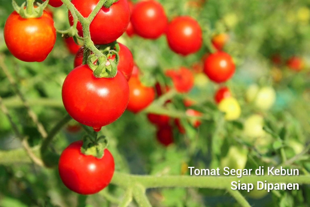 Apakah Anda Melewatkan Kebiasaan Sederhana Tomat dan Alpukat Ini Setelah Usia 50?