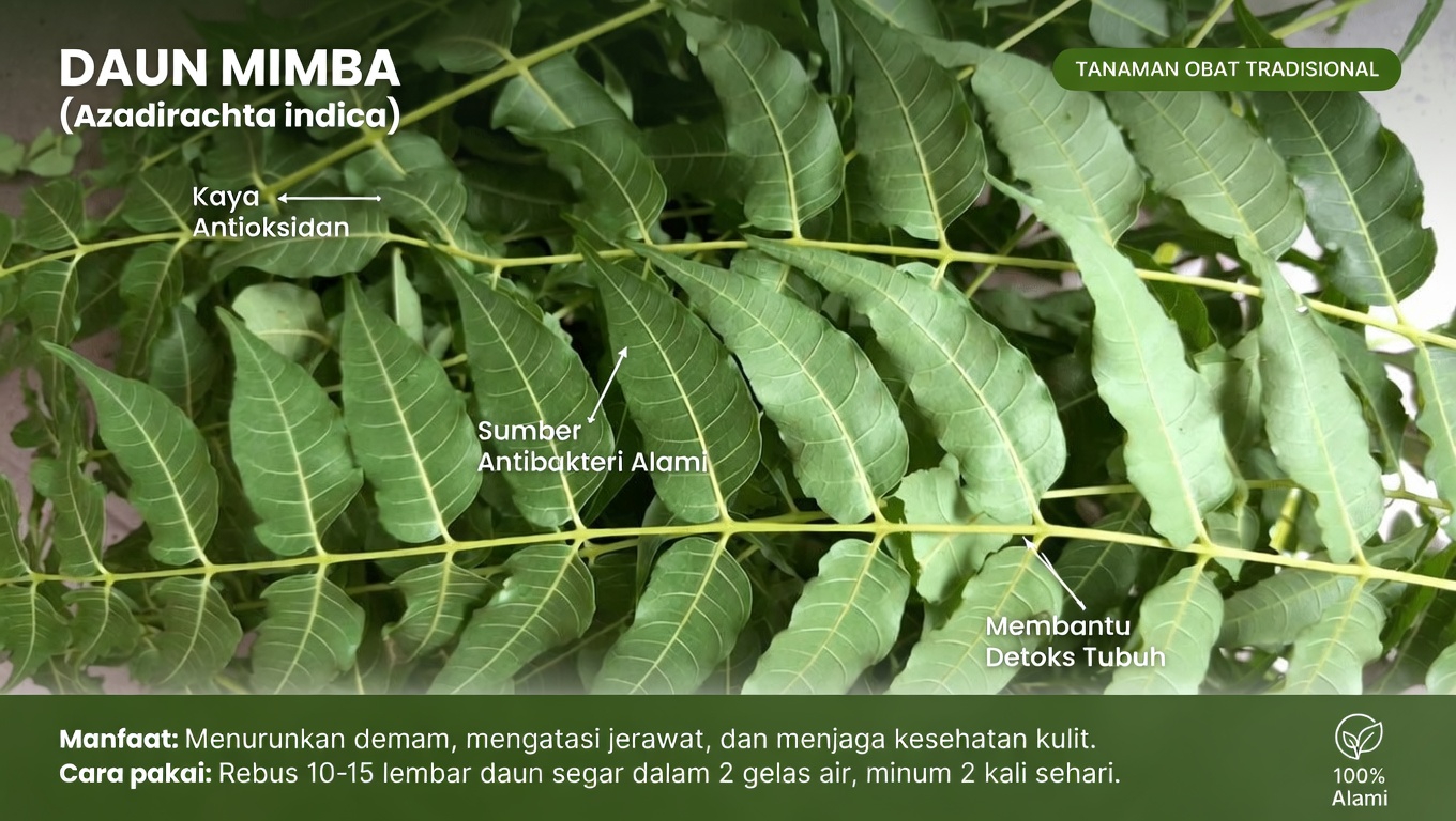 Daun Neem: Menjelajahi Penggunaan Tradisional dan Potensi Dukungan Kesehatan