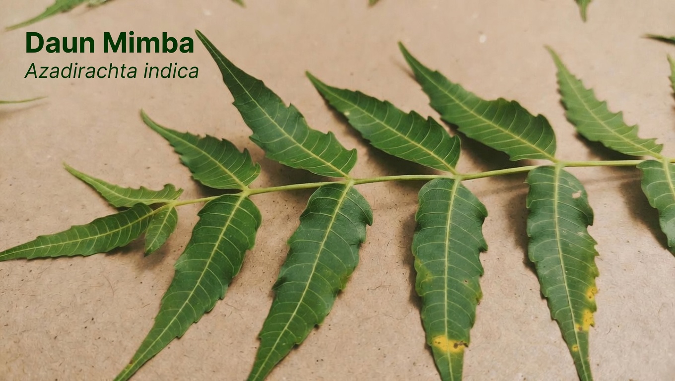 Daun Neem: Menjelajahi Penggunaan Tradisional dan Potensi Dukungan Kesehatan