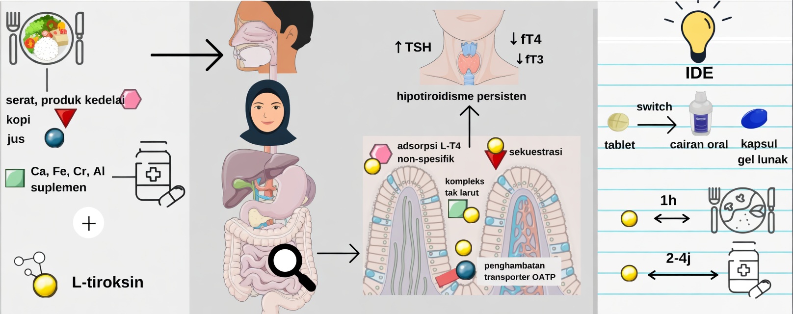 Apakah Anda Mengonsumsi Levothyroxine dengan Cara yang Salah Setiap Pagi? Kebiasaan yang Sering Diabaikan Banyak Pasien
