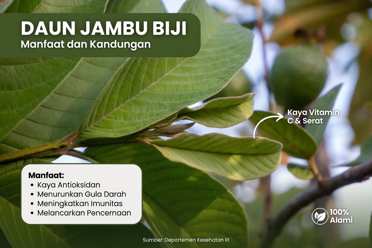 Apakah Daun Jambu Biji Dapat Membantu Menunjang Perawatan Gigi? 3 Kebiasaan Tradisional yang Perlu Diketahui Lansia di Meksiko