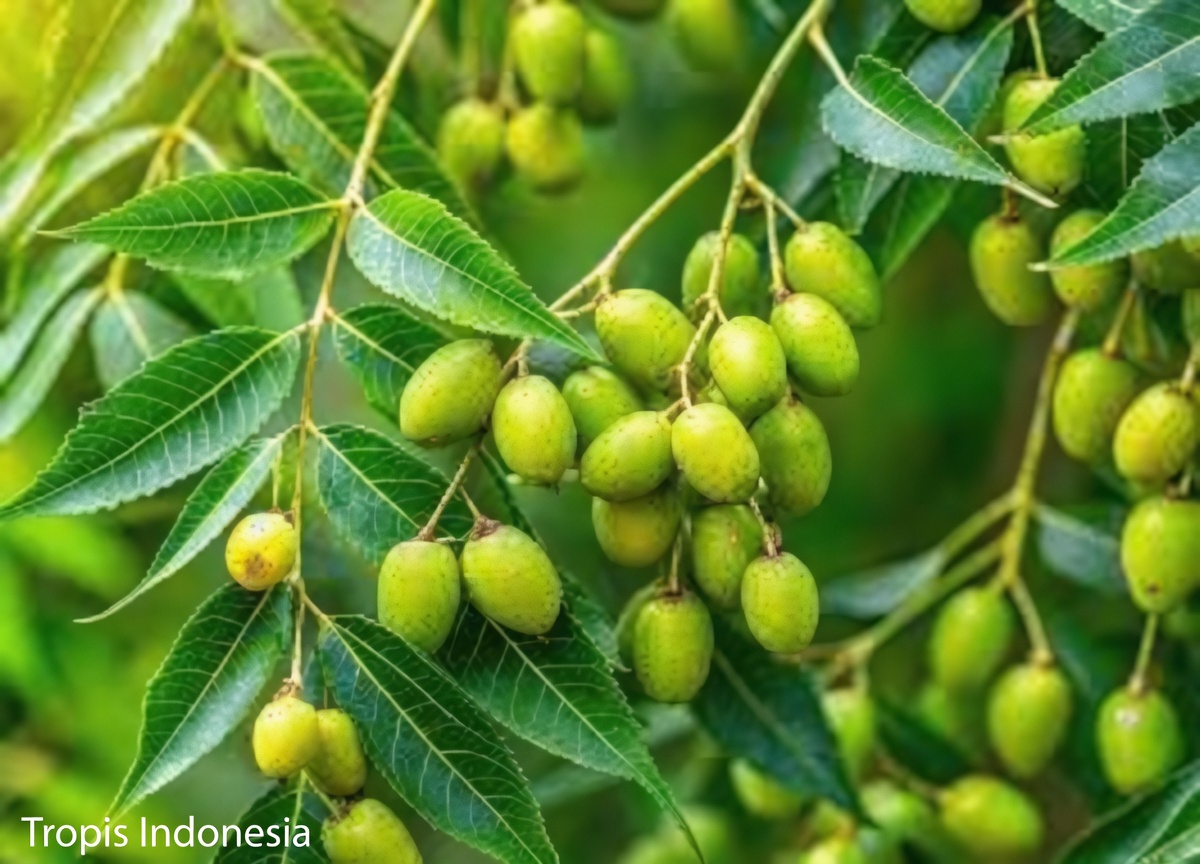 Temukan Penggunaan Tradisional Daun Mimba dan Tips Praktis Sederhana untuk Mendukung Kesehatan Sehari-hari