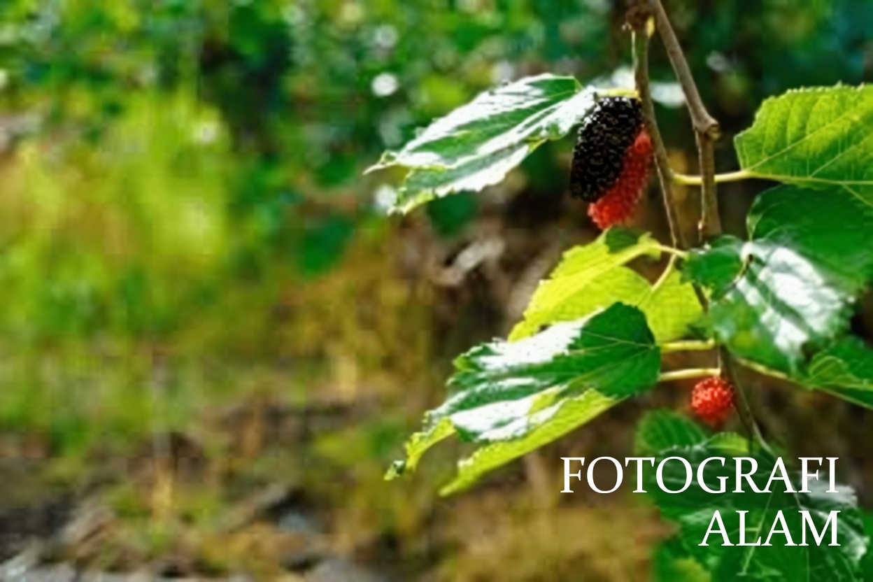 Kebiasaan Sederhana di Pagi Hari dengan Teh Daun Murbei yang Telah Diikuti Banyak Orang di Asia Selama Bergenerasi-generasi