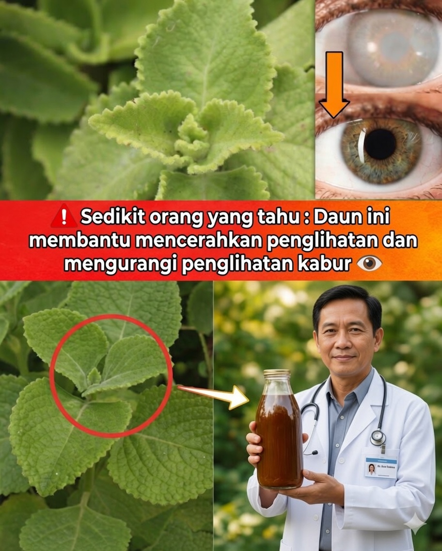 Origan Orejón untuk Penglihatan: Obat Alami, Manfaat, dan Cara Penggunaan