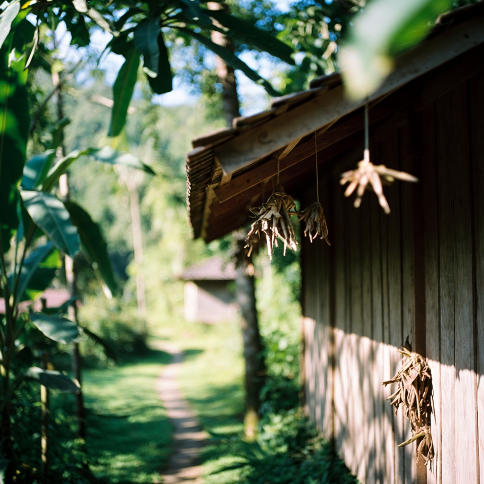 Tanaman yang banyak digunakan untuk merawat mata: oregano Kuba dan penglihatan alami.