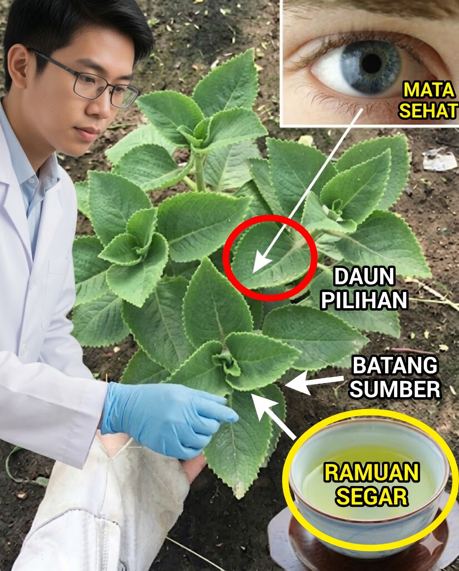 Obat alami berbahan oregano Kuba untuk meningkatkan penglihatan