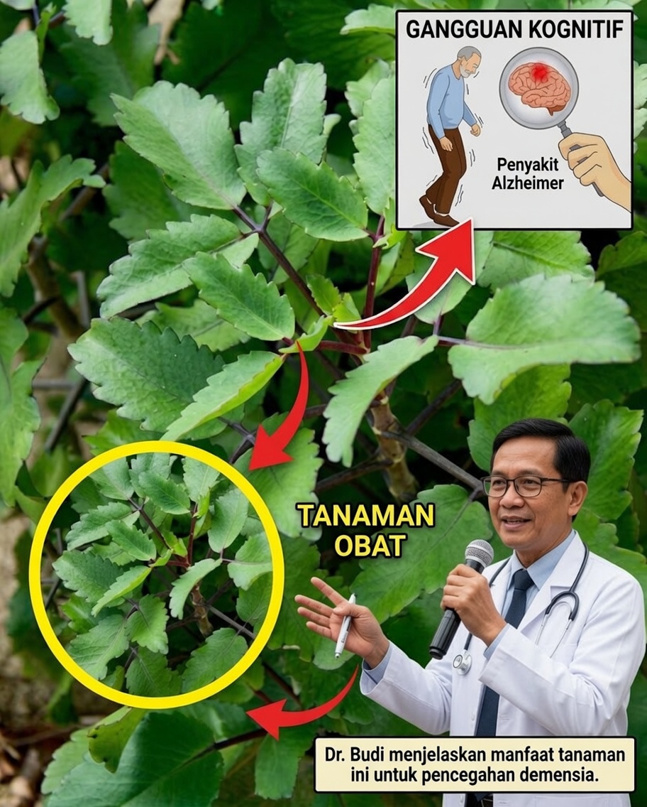 18 alasan kuat untuk menanam kalanchoe di rumah Anda (setiap rumah harus memilikinya!)