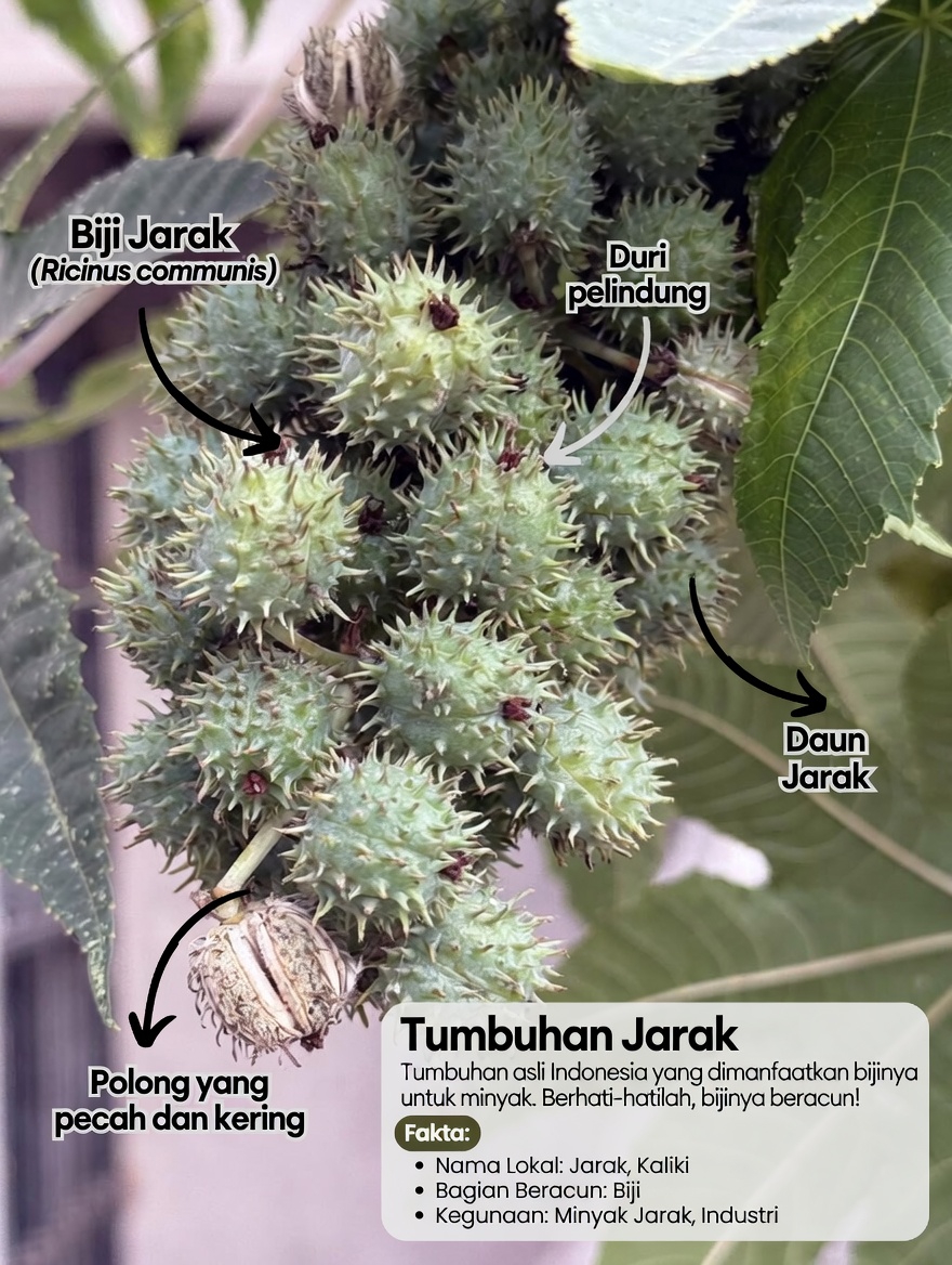 Bisakah Minyak Nabati Tradisional Ini Menjadi Kebiasaan Harian untuk Menjaga Keseimbangan Sendi dan Asam Urat?