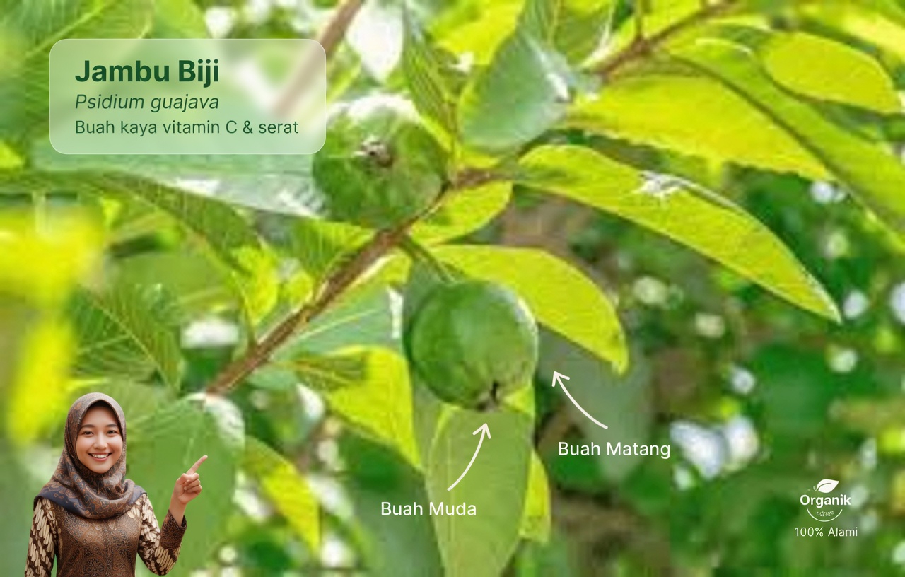 3 Cara Terbaik Mengobati Gigi Berlubang dengan Daun Jambu Biji – Sederhana dan Hemat Biaya