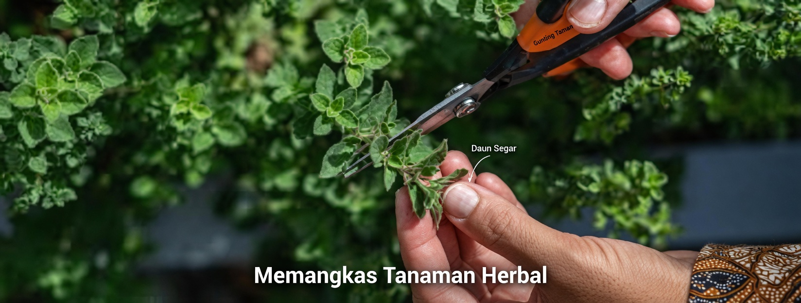Temukan Cara-Cara Mengejutkan Oregano Dapat Mendukung Rutinitas Kesehatan Harian Anda