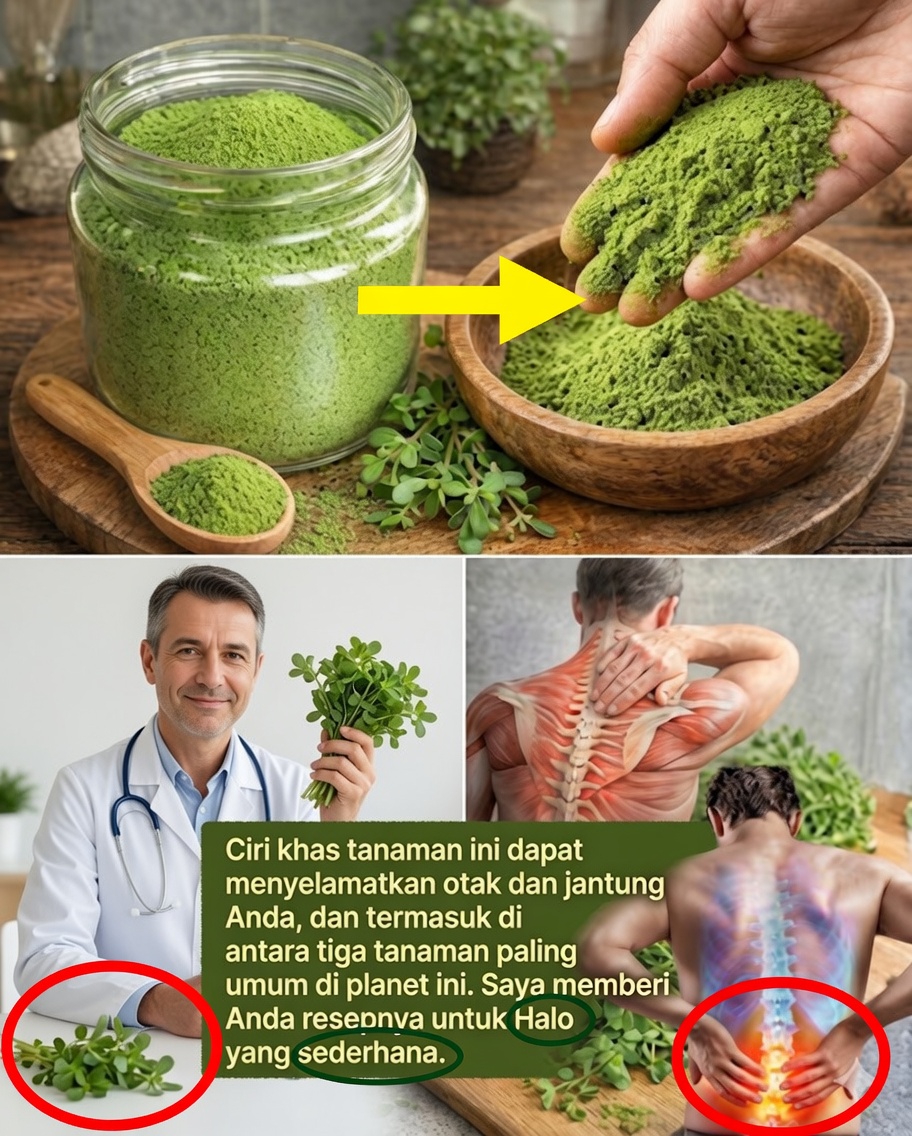 Krokot: manfaat, khasiat, dan cara mengonsumsi tanaman alami yang kaya nutrisi 🌿