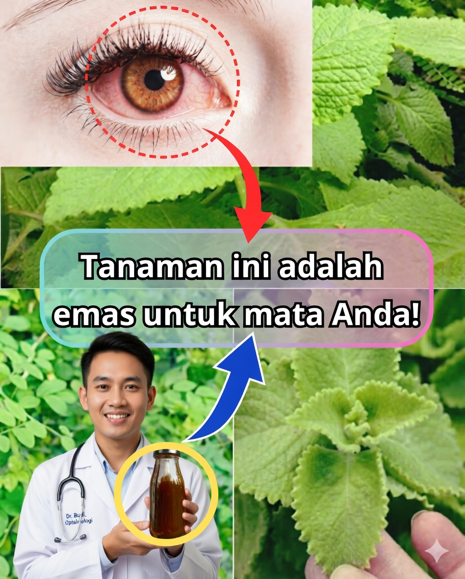 Origan orejón untuk kesehatan mata: manfaat, obat alami, dan cara penggunaan 🌿👁️