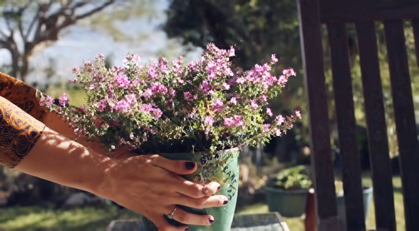 Ageratum conyzoides (Billygoat Weed): 15 Manfaat Luar Biasa dan Cara Menggunakannya