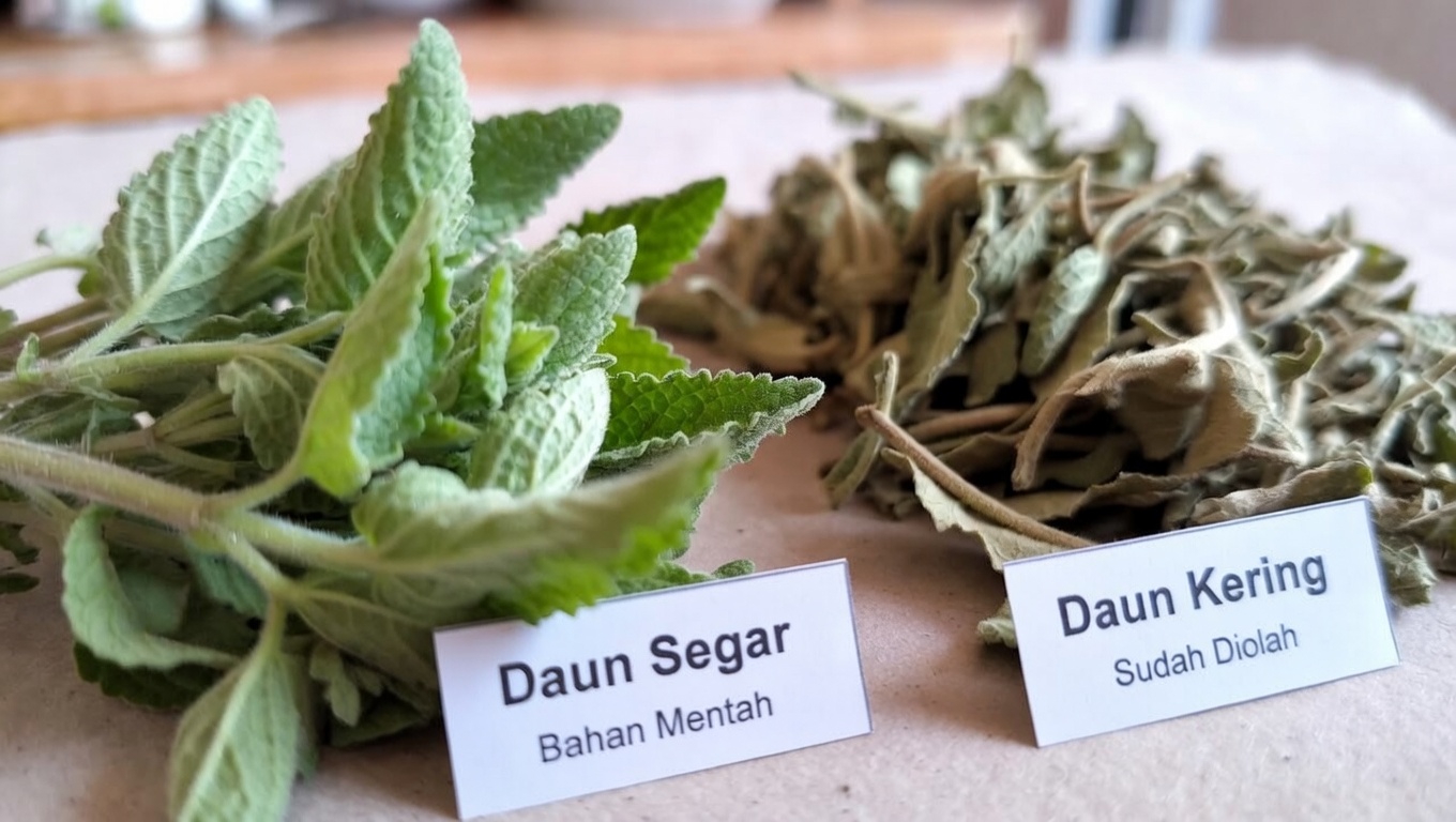 Mengenal Oregano Orejón: Herbal Tradisional yang Mungkin Mendukung Kesehatan Mata dalam Kehidupan Sehari-hari