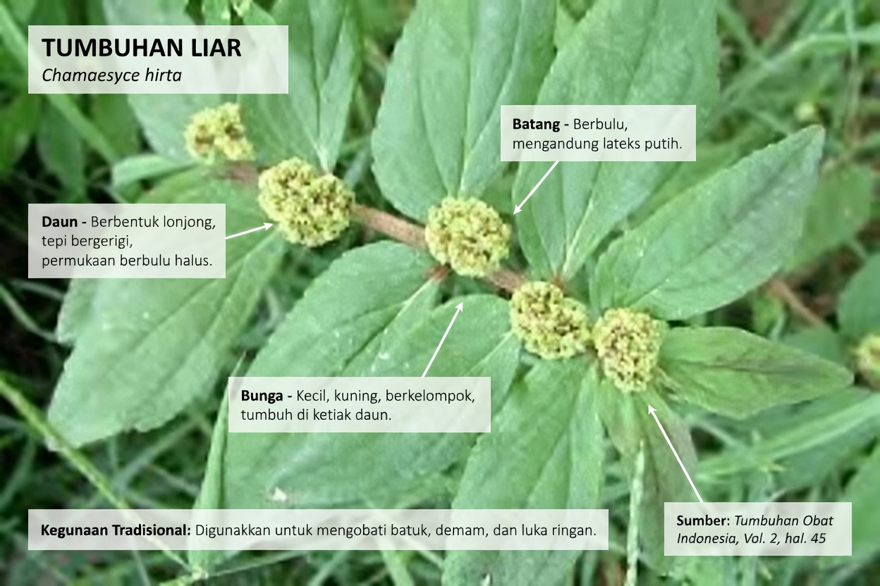 Ungkap Kekuatan Tersembunyi dari Ramuan Halaman Belakang yang Umum untuk Mendukung Kesehatan Paru-Paru Secara Alami