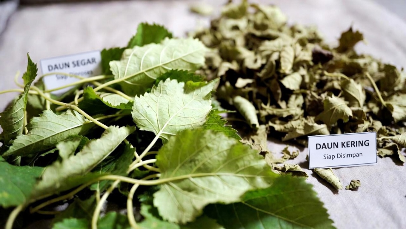 Apa yang Membuat Daun Murbei Menonjol?