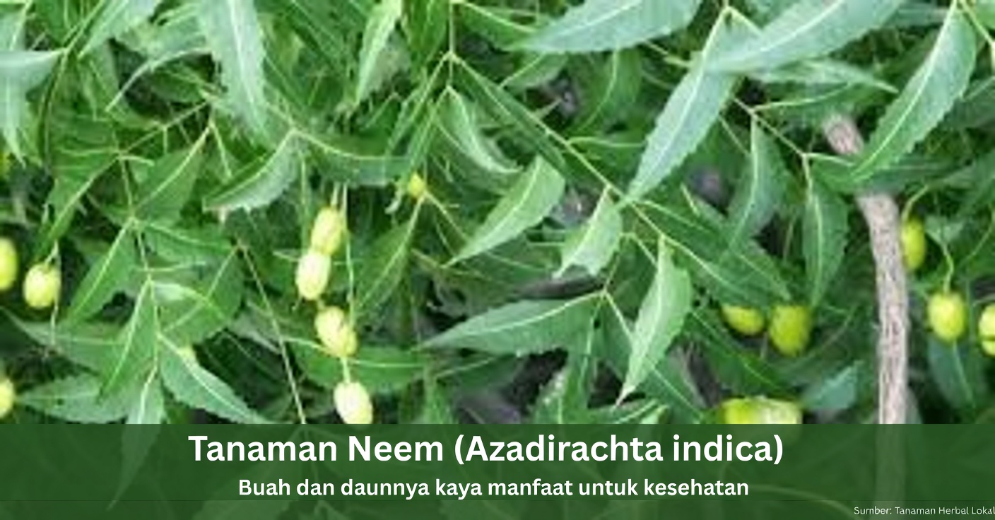 Satu Daun Pahit yang Diam-Diam Membuat Kotak Obat Menjadi Usang bagi Orang Amerika di Atas 60 Tahun