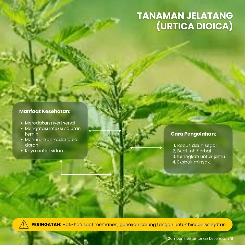 Akar Jelatang untuk Kenyamanan Saluran Kemih: Panduan Praktis untuk Penggunaan yang Aman dan Kebiasaan Sehari-hari