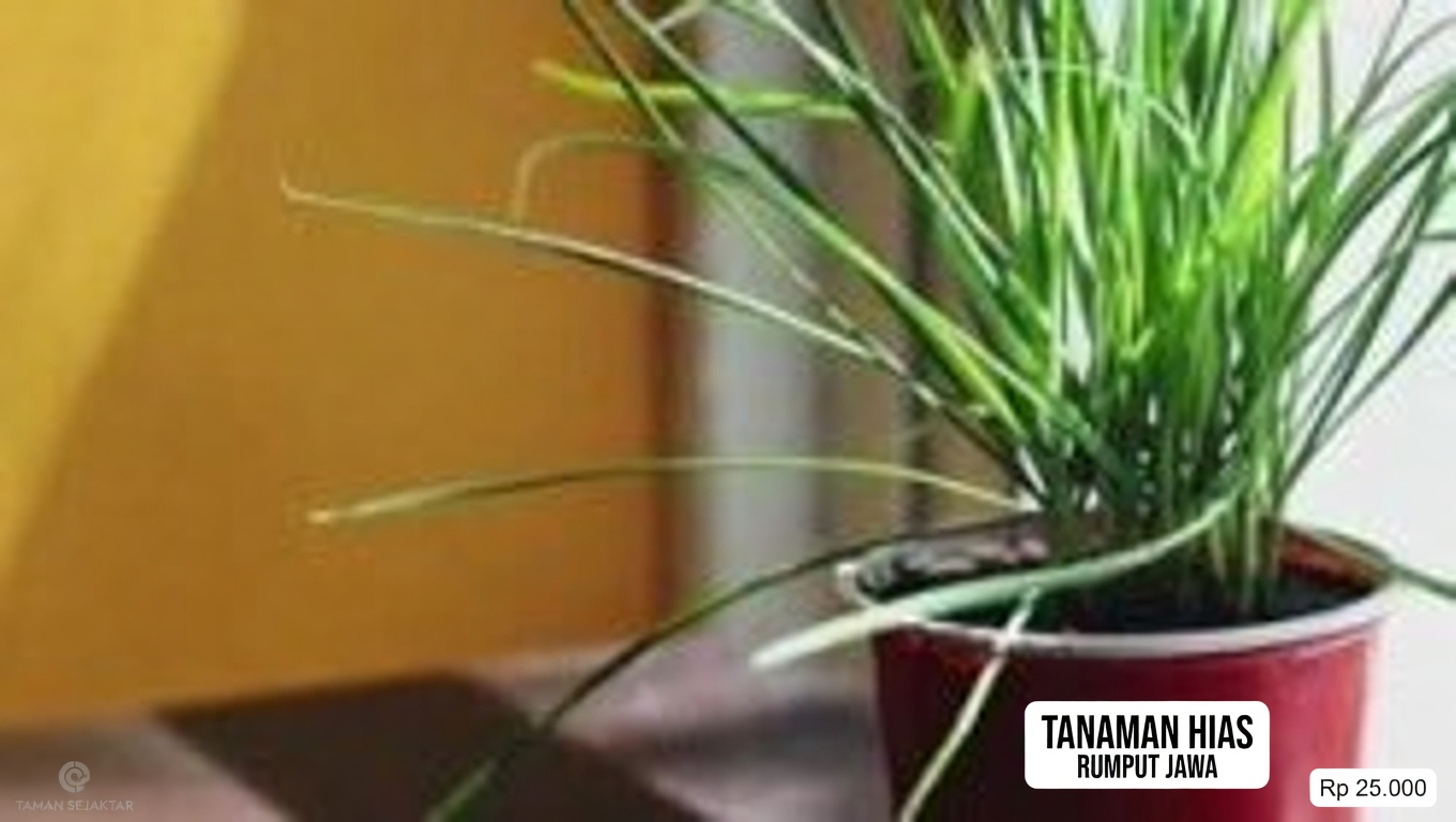 30 Manfaat Ampuh Bayam Krokot (Alternanthera sessilis)