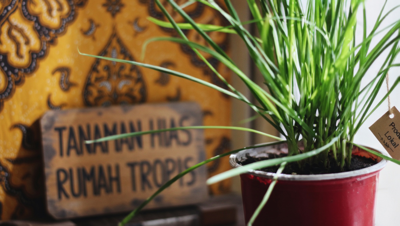 12 Manfaat Kesehatan Utama dari Calendula officinalis