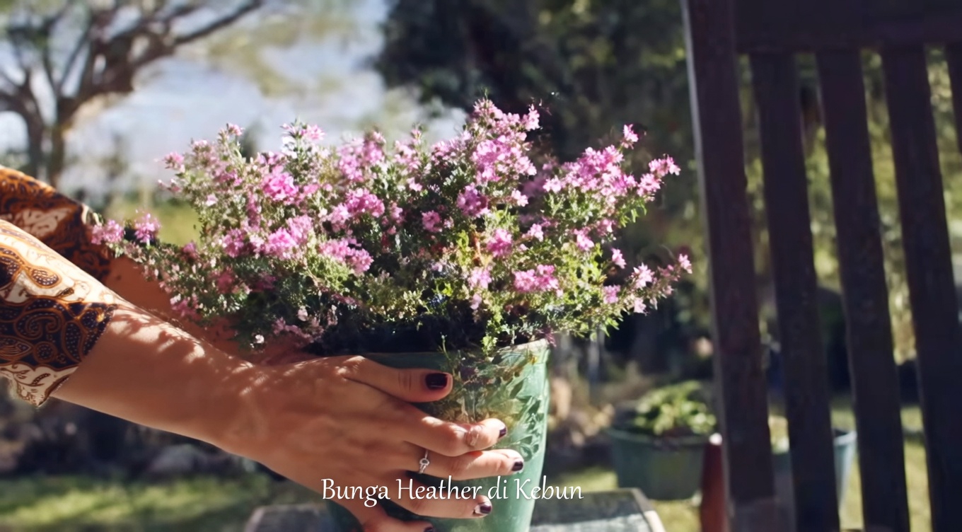 Kastanye Kuda: Obat Alami Terkuat untuk Kaki Bengkak dan Lainnya…