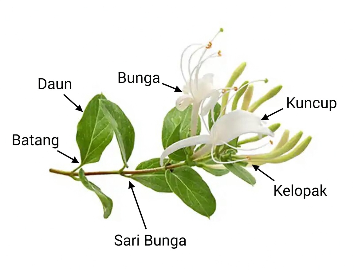 Honeysuckle Jepang (Lonicera japonica): Manfaat Kesehatan dan Kegunaan Rumahan
