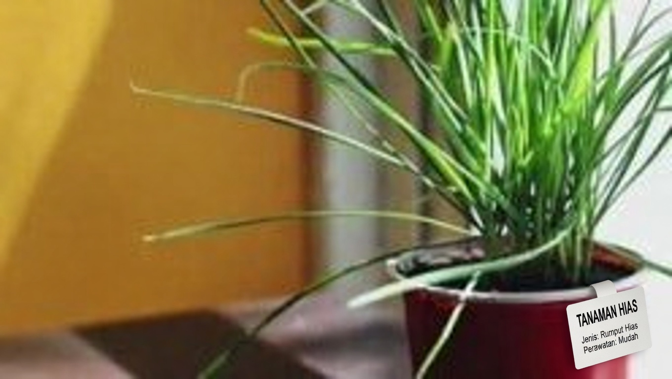 Kekuatan Tersembunyi Daun Blueberry