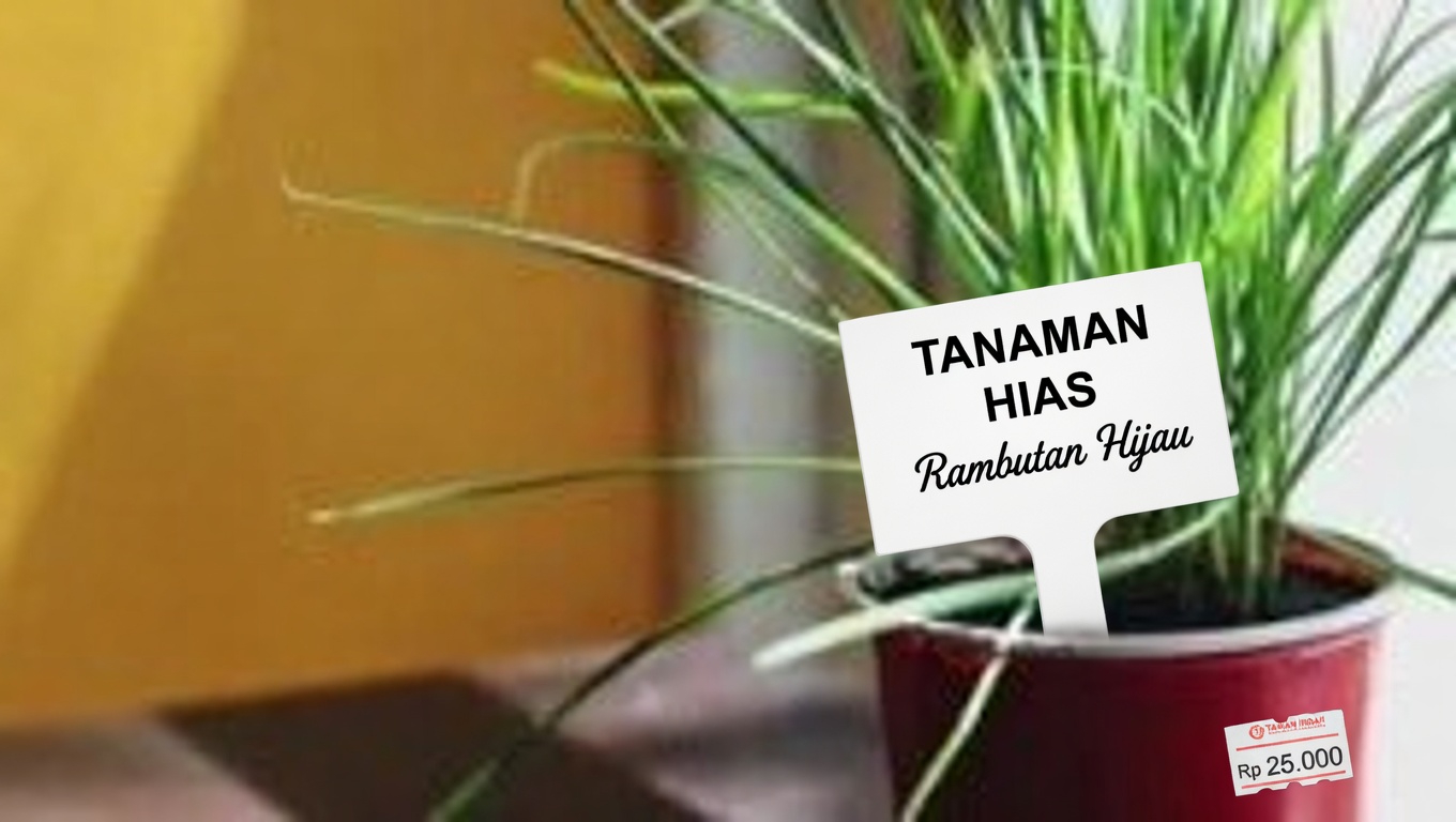 Semanggi Putih (Trifolium repens): 15 Manfaat dan Penggunaan Buatan Sendiri