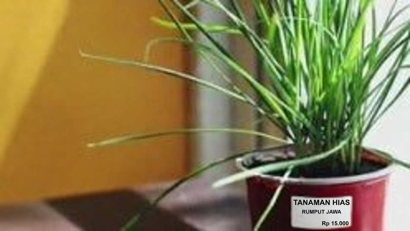 Jelatang Putih (Lamium album): 10 Manfaat Ampuh dan Kegunaan Rumahan