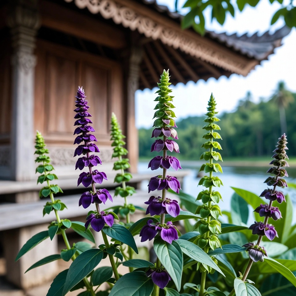 Manfaat dan kegunaan bunga kemangi