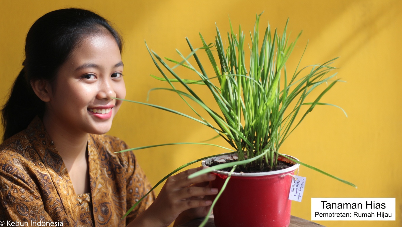 Yarrow: Sekutu Herbal Abadi dengan Manfaat Kesehatan yang Luar Biasa