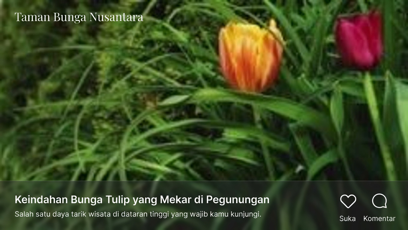 Yarrow: Sekutu Herbal Abadi dengan Manfaat Kesehatan yang Luar Biasa