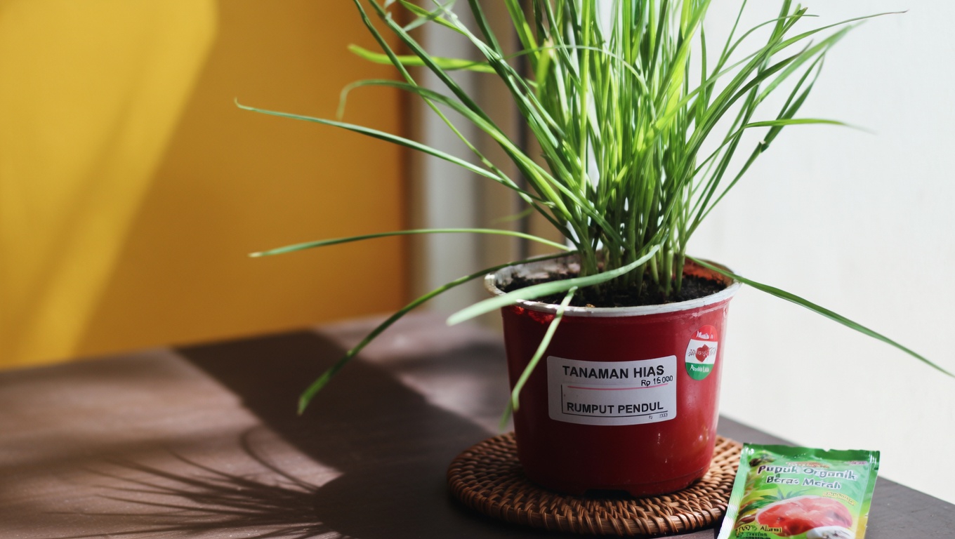 Temukan Manfaat Mengejutkan Menaruh Daun Salam di Kaos Kaki Anda