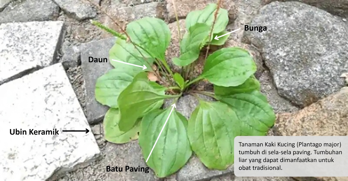 30 Manfaat Luar Biasa Daun Sendok (Plantago Major)