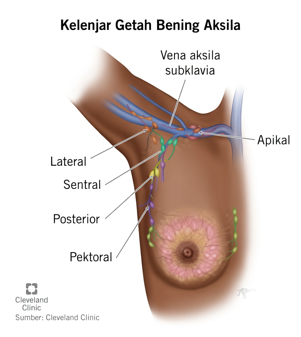 Kelenjar Getah Bening Ketiak Dijelaskan dengan Kebiasaan Sehari-hari yang Membantu Tubuh Bagian Atas Terasa Lebih Ringan dan Tertopang