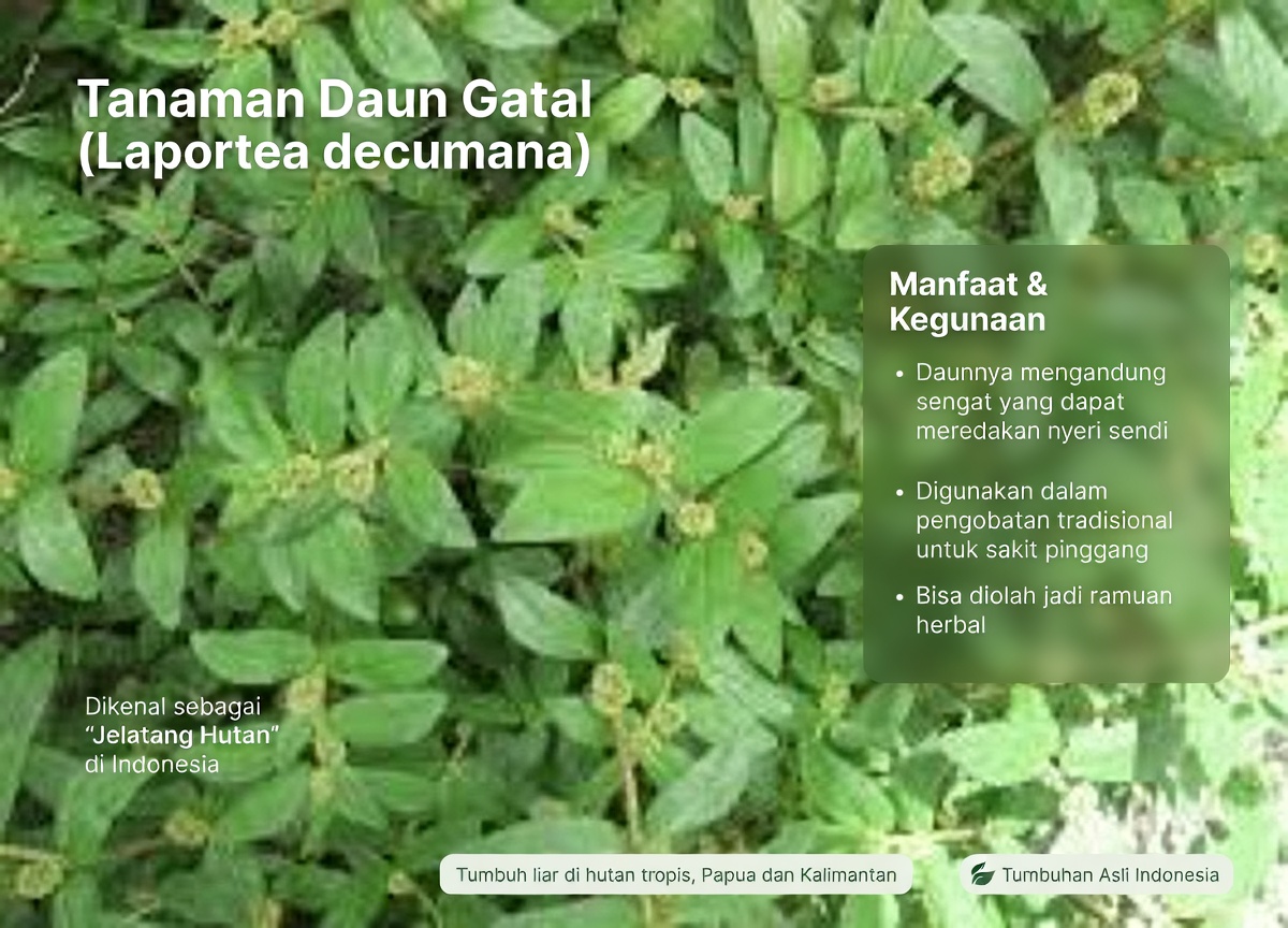 Temukan Potensi Manfaat Mengejutkan dari Milkweed Berdaun Besar untuk Kesehatan Sehari-hari