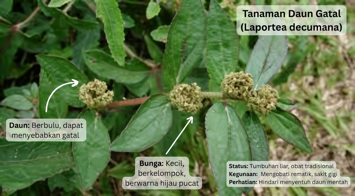 Temukan Potensi Manfaat Mengejutkan dari Milkweed Berdaun Besar untuk Kesehatan Sehari-hari