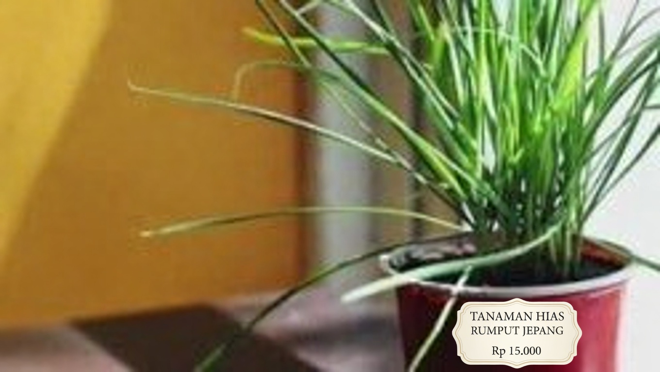 Tanaman Pemecah Batu: Obat Alami untuk Batu Ginjal