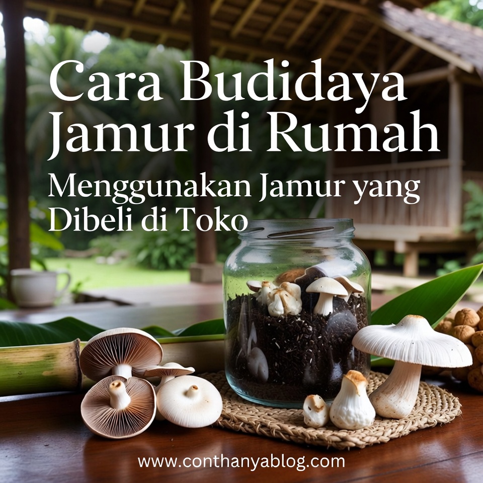 Cara menanam jamur di rumah menggunakan jamur yang dibeli di toko