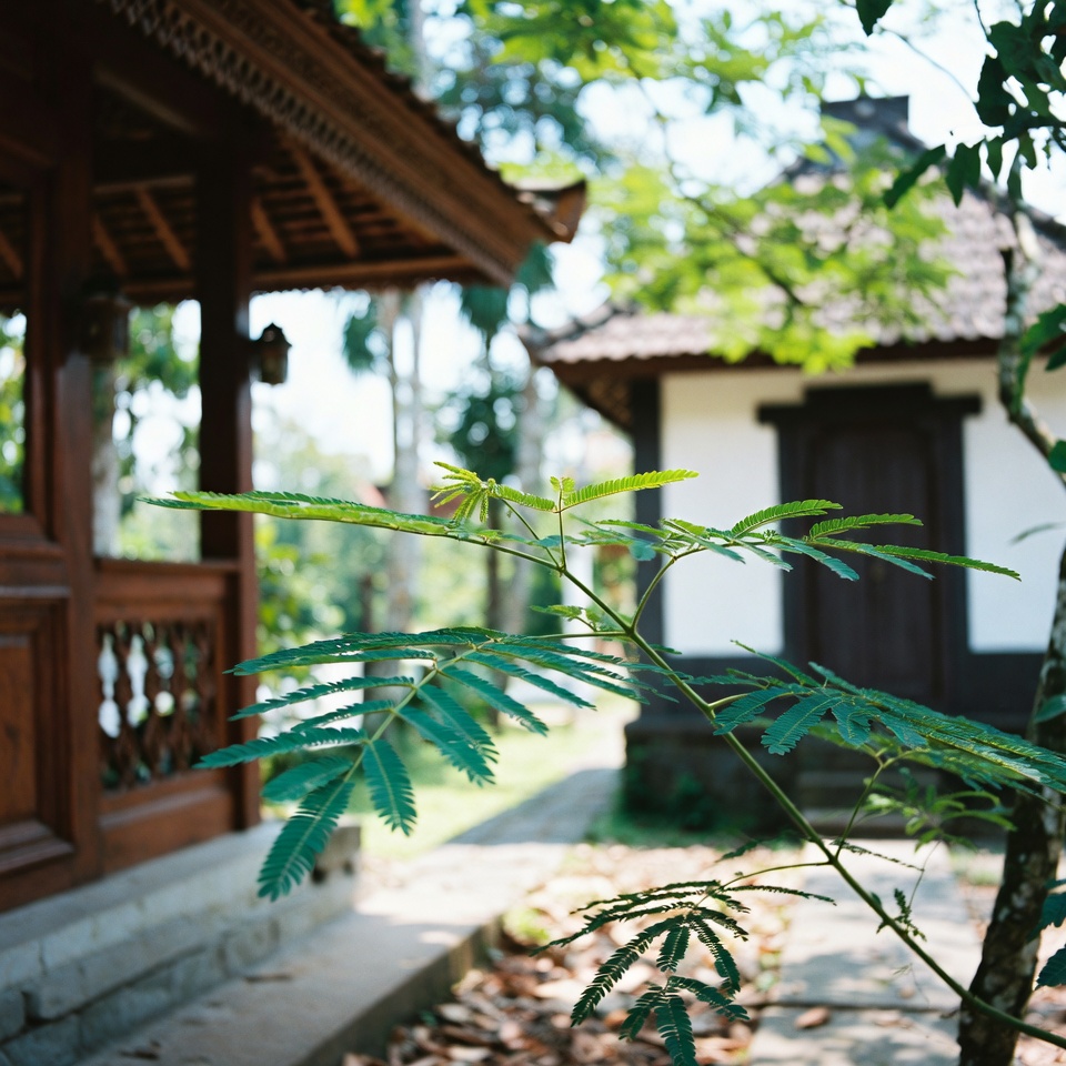 Manfaat Kesehatan Luar Biasa Mimosa Pudica: Ramuan Penyembuh dari Alam