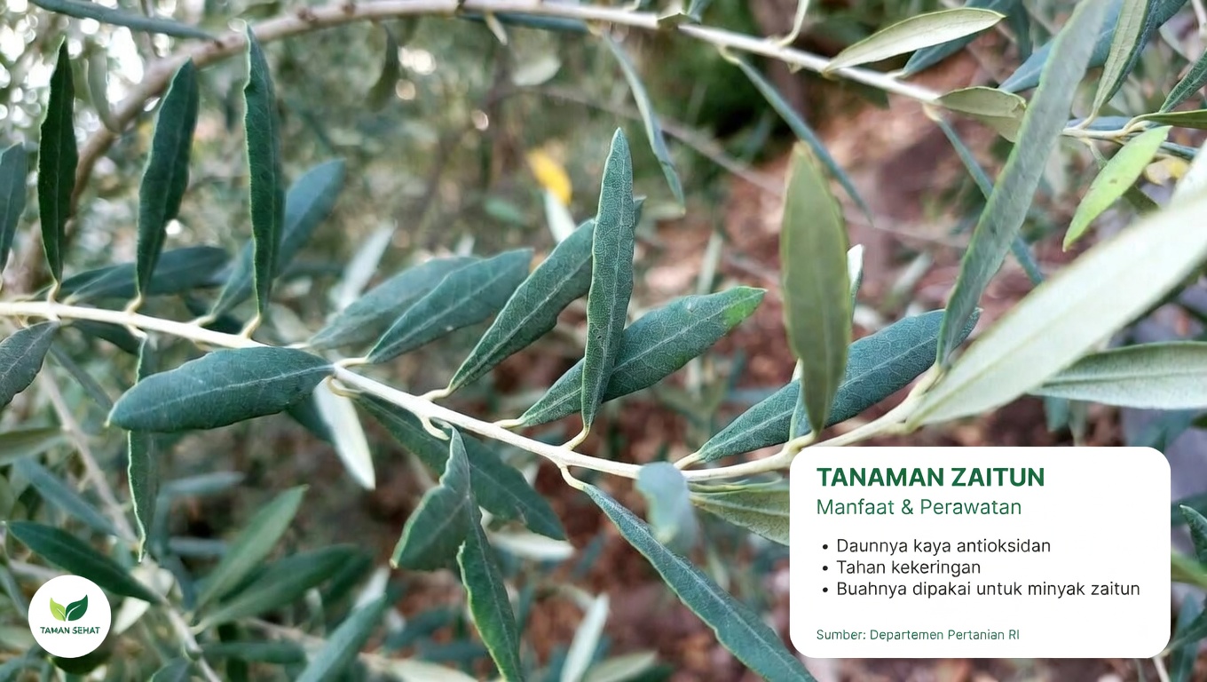 Daun Terabaikan yang Mungkin Membantu Tubuh Anda Melawan Sel Kanker