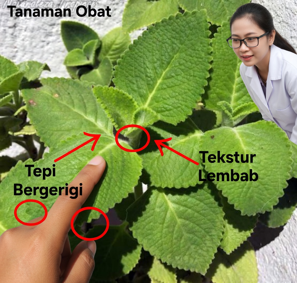 13 Manfaat Kesehatan Oregano Orejón dan Cara Menggunakannya