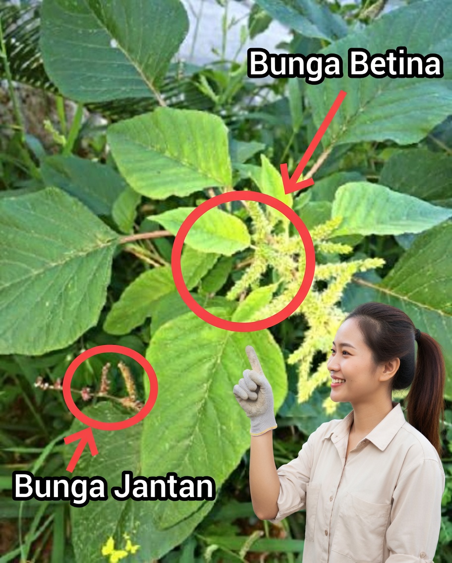 Jika Anda melihat tanaman ini di kebun Anda, Anda sedang duduk di atas emas: Superfood dan Pengoksigen Otak yang Sering Diabaikan Banyak Orang