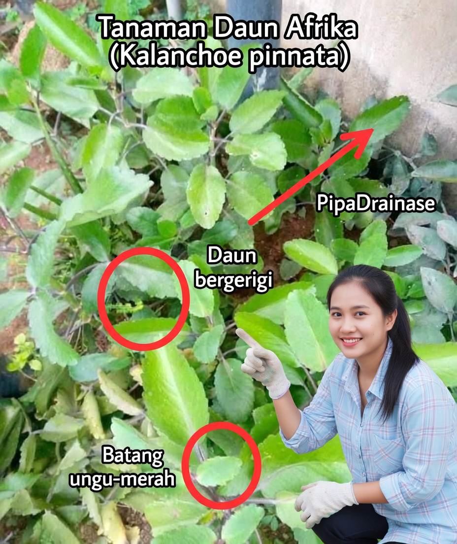 Kalanchoe Pinnata – Herba Ajaib untuk Kesehatan