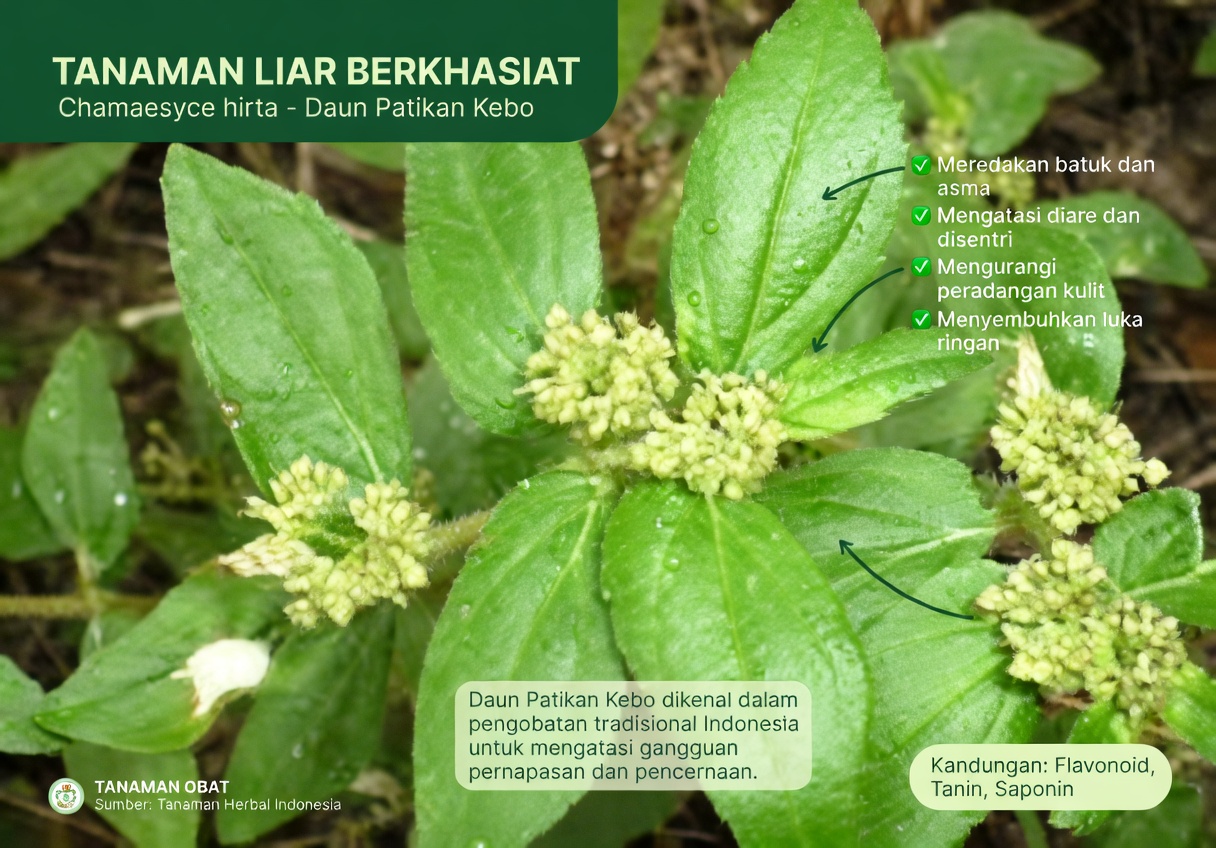 Menjelajahi Pendekatan Alami Berbasis Tumbuhan untuk Mendukung Kesehatan Kulit: Apa Kata Orang tentang Gulma Umum Ini