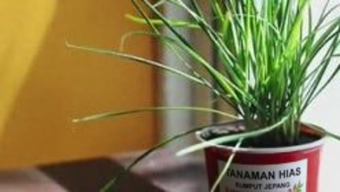 Manfaat Luar Biasa Getah Ara: Eliksir Tersembunyi dari Alam