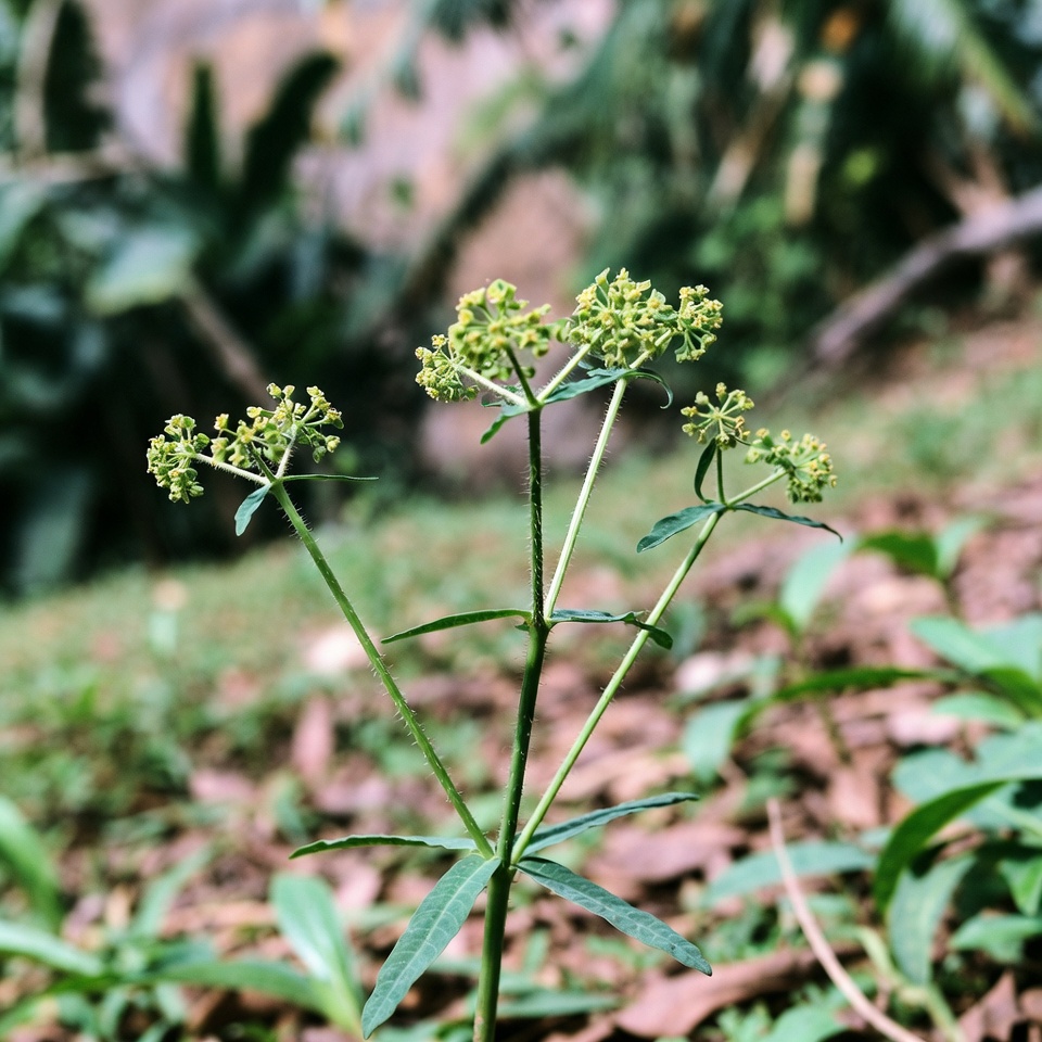 Euphorbia Hirta (Tanaman Asma): Ramuan Penyembuh yang Kuat yang Belum Pernah Anda Dengar
