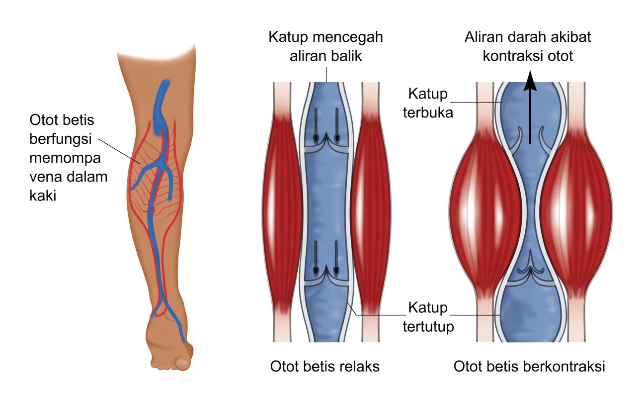 Mengapa Betis Anda Disebut Jantung Kedua