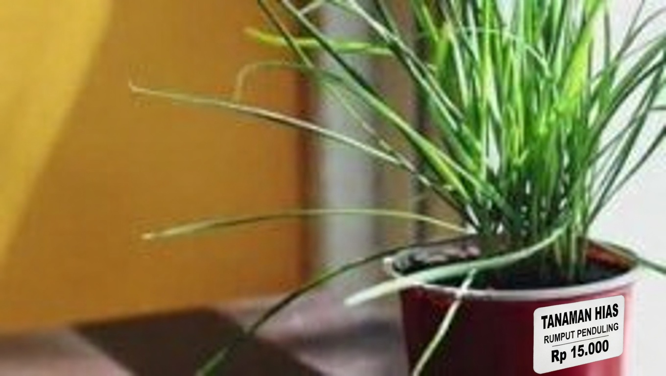 Mengapa Anda Harus Menanam Krokot di Kebun Anda: 8 Alasan Menarik